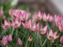 Villtulipan 'Danique' 7 stk, villtulipan med stjerneformede blomster i ferskenrosa til korall