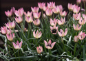 Villtulipan 'Danique' 7 stk, villtulipan med stjerneformede blomster i ferskenrosa til korall