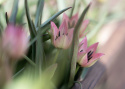 Villtulipan 'Danique' 7 stk, villtulipan med stjerneformede blomster i ferskenrosa til korall