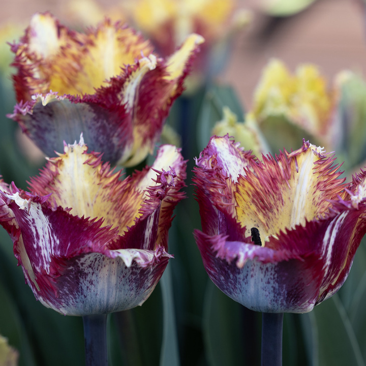 Frynsetulipan 'Color Fusion' 7 stk, enkle blomster i herlige variasjoner av striper i rødt, lilla, gult og oransje.