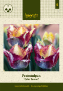 Frynsetulipan 'Color Fusion' 7 stk, enkle blomster i herlige variasjoner av striper i rødt, lilla, gult og oransje.