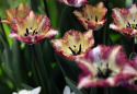 Frynsetulipan 'Color Fusion' 7 stk, enkle blomster i herlige variasjoner av striper i rødt, lilla, gult og oransje.