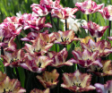 Frynsetulipan 'Color Fusion' 7 stk, enkle blomster i herlige variasjoner av striper i rødt, lilla, gult og oransje.