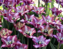 Frynsetulipan 'Color Fusion' 7 stk, enkle blomster i herlige variasjoner av striper i rødt, lilla, gult og oransje.