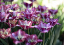 Frynsetulipan 'Color Fusion' 7 stk, enkle blomster i herlige variasjoner av striper i rødt, lilla, gult og oransje.