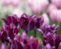 Frynsetulipan 'Color Fusion' 7 stk, enkle blomster i herlige variasjoner av striper i rødt, lilla, gult og oransje.