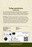 Tulipan 'Sorbet Mix' 15 stk, Svært slående når de plantes i klynger i blomsterbedet, men passer også utmerket til dyrking i potte på terrasse og balkong.