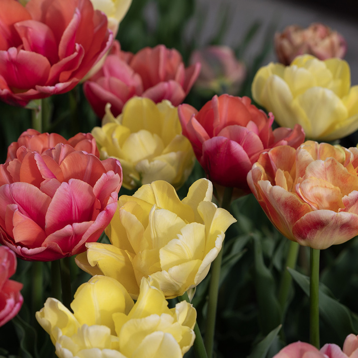 Tulipan 'Symbiose Mix' 15 stk, En flammende blanding av fylte tulipaner i varme nyanser som bringebærrødt, terrakotta og solgult.
