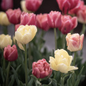 Tulipan 'Symbiose Mix' 15 stk, En flammende blanding av fylte tulipaner i varme nyanser som bringebærrødt, terrakotta og solgult.