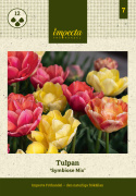 Tulipan 'Symbiose Mix' 15 stk, En flammende blanding av fylte tulipaner i varme nyanser som bringebærrødt, terrakotta og solgult.