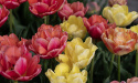 Tulipan 'Symbiose Mix' 15 stk, En flammende blanding av fylte tulipaner i varme nyanser som bringebærrødt, terrakotta og solgult.