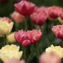 Tulipan 'Symbiose Mix' 15 stk, En flammende blanding av fylte tulipaner i varme nyanser som bringebærrødt, terrakotta og solgult.