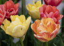 Tulipan 'Symbiose Mix' 15 stk, En flammende blanding av fylte tulipaner i varme nyanser som bringebærrødt, terrakotta og solgult.