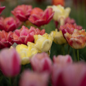 Tulipan 'Symbiose Mix' 15 stk, En flammende blanding av fylte tulipaner i varme nyanser som bringebærrødt, terrakotta og solgult.
