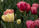 Tulipan 'Symbiose Mix' 15 stk, En flammende blanding av fylte tulipaner i varme nyanser som bringebærrødt, terrakotta og solgult.