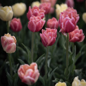 Tulipan 'Symbiose Mix' 15 stk, En flammende blanding av fylte tulipaner i varme nyanser som bringebærrødt, terrakotta og solgult.