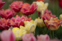 Tulipan 'Symbiose Mix' 15 stk, En flammende blanding av fylte tulipaner i varme nyanser som bringebærrødt, terrakotta og solgult.