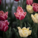 Tulipan 'Symbiose Mix' 15 stk, En flammende blanding av fylte tulipaner i varme nyanser som bringebærrødt, terrakotta og solgult.