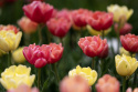 Tulipan 'Symbiose Mix' 15 stk, En flammende blanding av fylte tulipaner i varme nyanser som bringebærrødt, terrakotta og solgult.