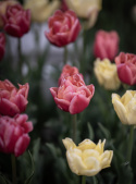 Tulipan 'Symbiose Mix' 15 stk, En flammende blanding av fylte tulipaner i varme nyanser som bringebærrødt, terrakotta og solgult.