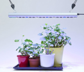 Plantelys Quattro 35 W LED