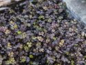 Acaena inermis ''Purpurea''