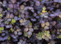 Acaena inermis ''Purpurea''