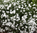 Nyseryllik ''Marshmallow''