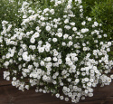 Nyseryllik ''Marshmallow''