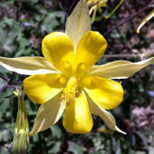 Gullakeleie 'Yellow Star'