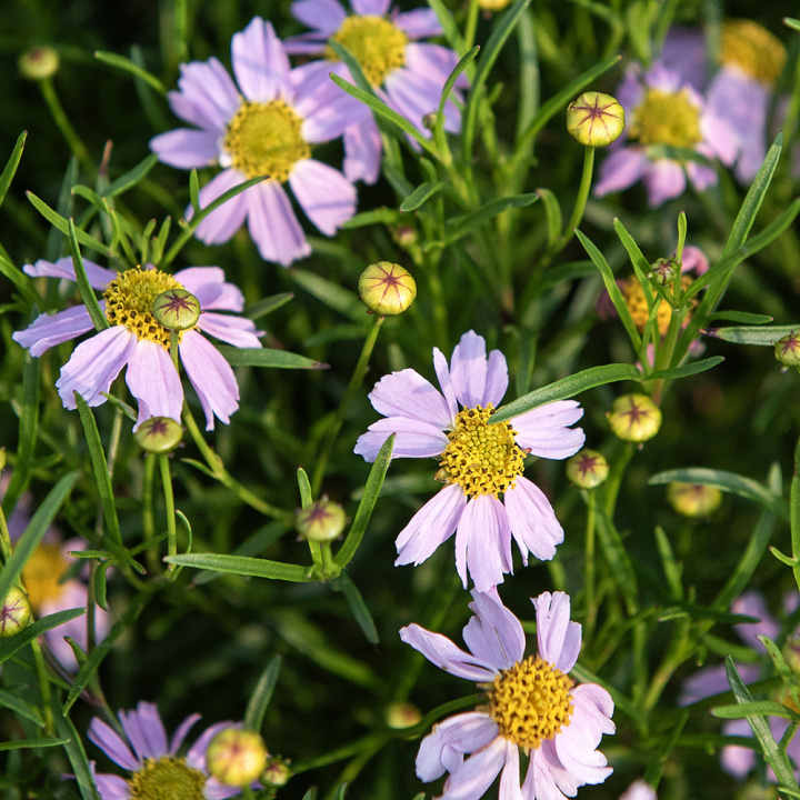 Coreopsis, lyst lavendelrosa blomster i store mengder over tettvokste planter med grasiøst bladverk. 