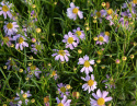 Coreopsis, lyst lavendelrosa blomster i store mengder over tettvokste planter med grasiøst bladverk. 