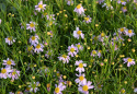 Coreopsis, lyst lavendelrosa blomster i store mengder over tettvokste planter med grasiøst bladverk. 