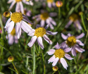 Coreopsis, lyst lavendelrosa blomster i store mengder over tettvokste planter med grasiøst bladverk. 