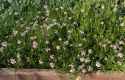 Coreopsis, lyst lavendelrosa blomster i store mengder over tettvokste planter med grasiøst bladverk. 