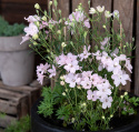 Kinesisk ridderspore 'Summer Morning', Masser af store, lyst pastelrosa, enkelte blomster samlet i toppe over løvet.