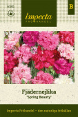 Fjærnellik 'Spring Beauty'