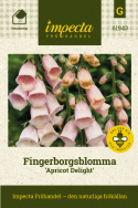 Revebjelle 'Apricot Delight', Høye og stødige blomsteraks med livlig aprikosrosa klokkeblomster.