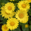 Smågullkurv 'Little Leo', Vidunderlig vårprakt med sterkt gule blomster som likner prestekrager. 