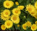 Smågullkurv 'Little Leo', Vidunderlig vårprakt med sterkt gule blomster som likner prestekrager. 