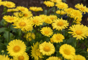 Smågullkurv 'Little Leo', Vidunderlig vårprakt med sterkt gule blomster som likner prestekrager. 