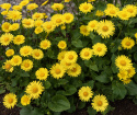 Smågullkurv 'Little Leo', Vidunderlig vårprakt med sterkt gule blomster som likner prestekrager. 