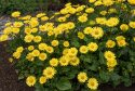 Smågullkurv 'Little Leo', Vidunderlig vårprakt med sterkt gule blomster som likner prestekrager. 