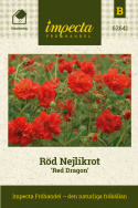 Nellikerod 'Red Dragon', halv- til helt fyldte blomster på lange, grenede stængler, som hæver sig højt over løvet.