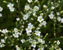 Cherleria, bittesmå blomster i det reneste hvide med svage, mørkegrønne åreaftegninger og en gul midte.