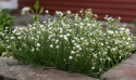 Cherleria, bittesmå blomster i det reneste hvide med svage, mørkegrønne åreaftegninger og en gul midte.