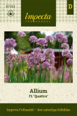 Allium F1 'Quattro'
