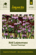 Phlomoides tuberosa ''Bronze Flamingo''