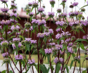 Phlomoides tuberosa ''Bronze Flamingo''