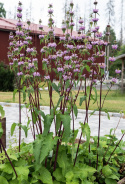 Phlomoides tuberosa ''Bronze Flamingo''